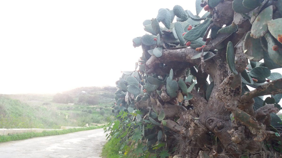 malta_gozo-si-cactusii